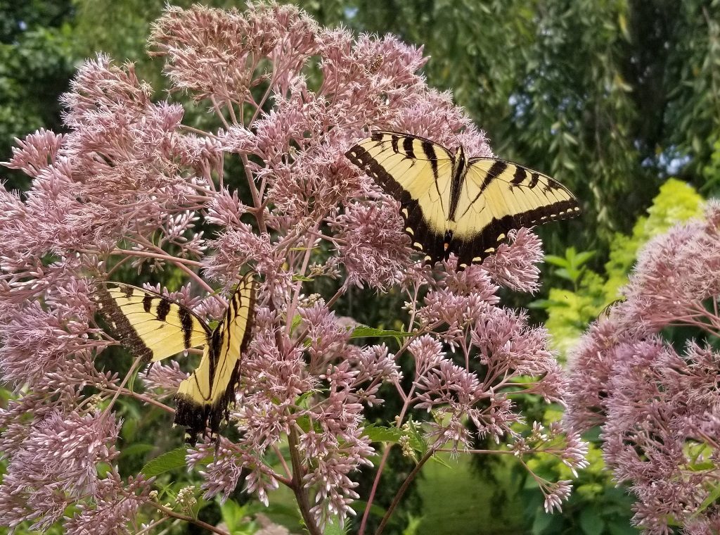 Butterflies in the Gardens