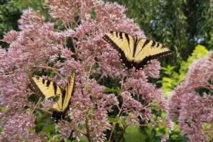 Pollinators at Work in the Gardens